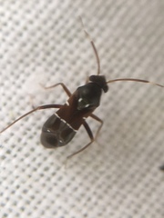 Pilophorus perplexus