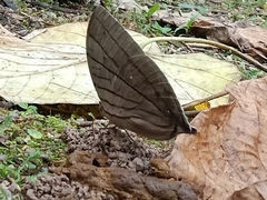 Amathuxidia amythaon