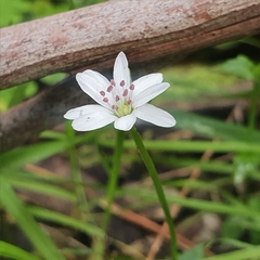 Stellaria flaccida