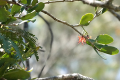 Loranthaceae