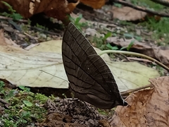 Amathuxidia amythaon