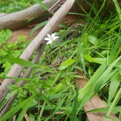 Stellaria flaccida