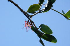 Loranthaceae