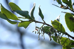 Loranthaceae