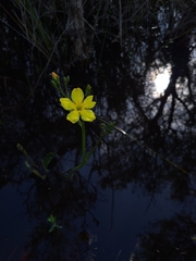 Ornduffia reniformis