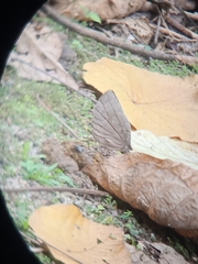 Amathuxidia amythaon