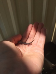 Christinus marmoratus
