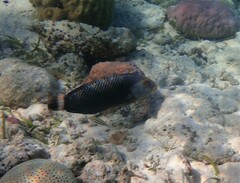 Novaculichthys taeniourus
