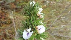 Psoralea floccosa