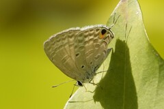 Catochrysops panormus