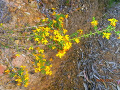 Genista triacanthos