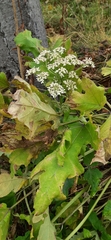Heracleum sosnowskyi