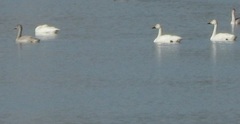 Cygnus columbianus bewickii