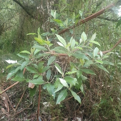 Olearia argophylla
