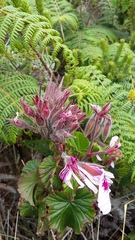 Pelargonium cordifolium