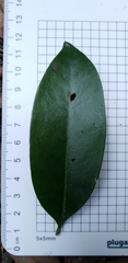 Cyclophyllum longipetalum