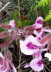 Pelargonium cordifolium