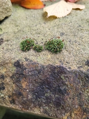 Grimmia