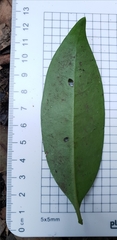 Cyclophyllum longipetalum