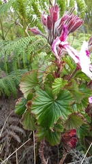 Pelargonium cordifolium