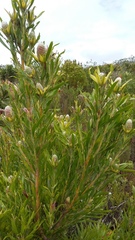 Leucadendron conicum