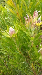 Leucadendron conicum