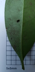 Cyclophyllum longipetalum