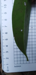 Cyclophyllum longipetalum