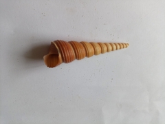 Turritellinella tricarinata