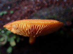 Gymnopilus ferruginosus