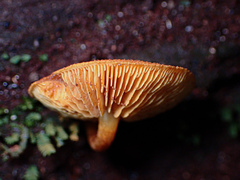 Gymnopilus ferruginosus