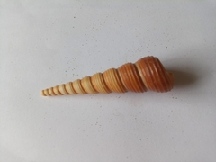 Turritellinella tricarinata