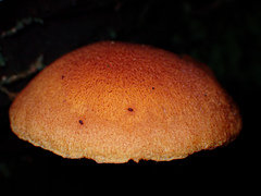 Gymnopilus ferruginosus