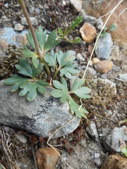 Ranunculus glacialis