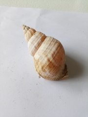 Buccinum undatum