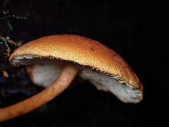 Gymnopilus ferruginosus