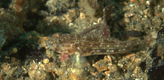 Threadless Cheek-Hook Goby photo 4