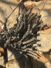 Euphorbia schinzii