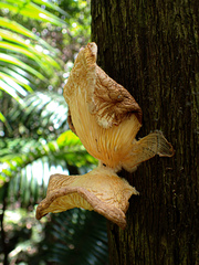 Crepidotaceae