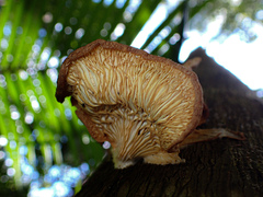 Crepidotaceae