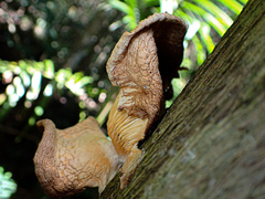 Crepidotaceae