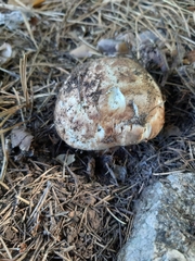 Tricholoma caligatum