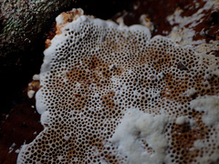Hexagonia
