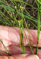 Tricoryne tenella