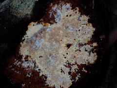 Hexagonia