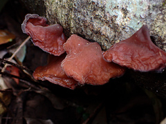 Auricularia