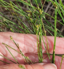 Tricoryne tenella