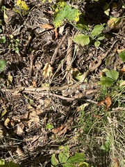 Coronella austriaca austriaca