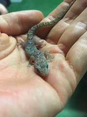 Christinus marmoratus