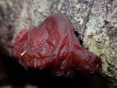 Auricularia